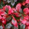 Барбарис Red Jewel контейнер 0.5 л