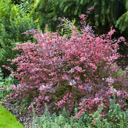 Барбарис Тунберга Rose Glow (Роуз Глоу) контейнер 0.5 л Барбарис Тунберга Rose Glow (Роуз Глоу) контейнер 0.5 л