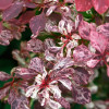 Барбарис Тунберга Rose Glow контейнер 2.0 л