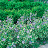 Барвінок Variegata контейнер 0.5 л