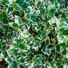 Бруслина Форчуна Emerald Gaiety контейнер 0.5 л