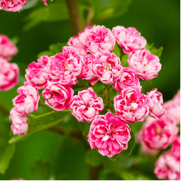 Глід Rosea Flore Pleno