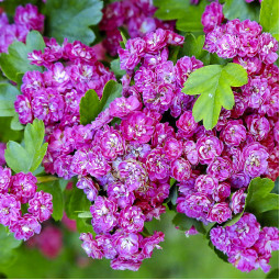 Глід Rubra Plena