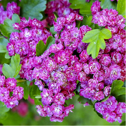 Глід Rubra Plena
