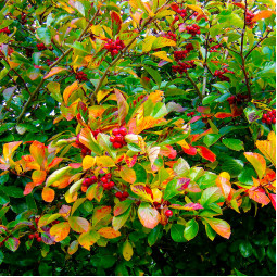 Глід сливолистий Splendens
