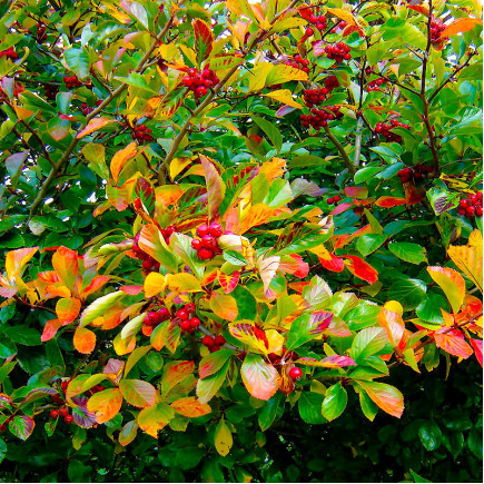 Глід сливолистий Splendens