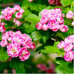Глід звичайний Mutabilis