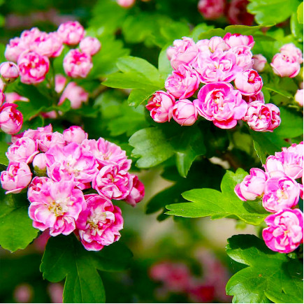 Глід звичайний Mutabilis