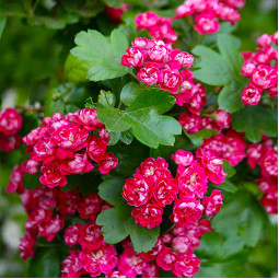 Глід звичайний Paul's Scarlet