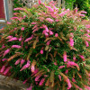 Буддлея Давида Pink Delight контейнер 1 л