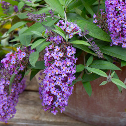Буддлея Давида Dreaming Purple