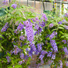 Буддлея Давида Dreaming Purple