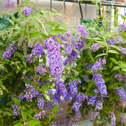 Буддлея Давида Dreaming Purple