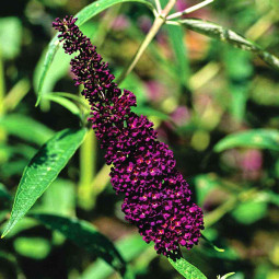 Буддлея Давида Purple Prince