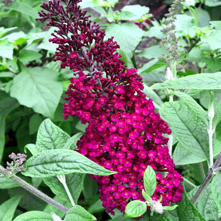 Буддлея Давида Reve de Papillon Red