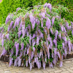 Буддлея Давида Wisteria Lane