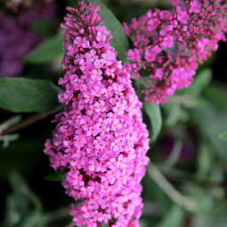 Буддлея Давида Pink Delight контейнер 1 л
