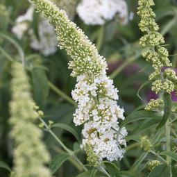 Буддлея Давида White Profusion контейнер 0.5 л Буддлея Давида White Profusion контейнер 0.5 л