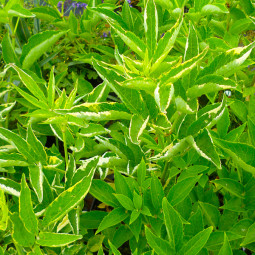 Бузина чорна Marginata
