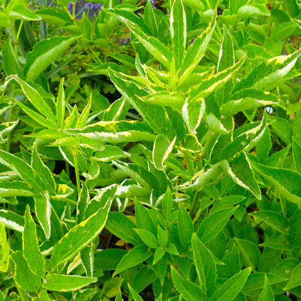 Бузина чорна Marginata