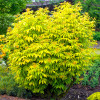 Бузина Plumosa Aurea контейнер 0.5 л
