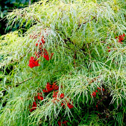 Бузина червона Tenuifolia