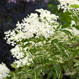 Бузина чорна Variegata
