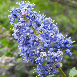 Цеанотус (Червонокорінник) Blue Mound
