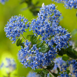 Цеанотус (Червонокорінник) Puget Blue