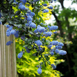 Цеанотус (Червонокорінник) Trewithen Blue