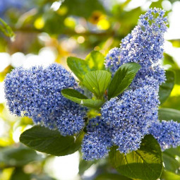 Цеанотус (Червонокорінник) Trewithen Blue