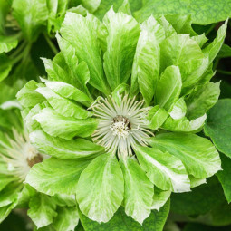 Клематис Green Passion контейнер 0.5 л Клематис Green Passion контейнер 0.5 л