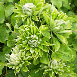 Клематис Green Passion контейнер 0.5 л Клематис Green Passion контейнер 0.5 л