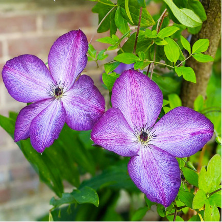 Клематис Venosa Violacea