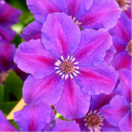 Клематис Ashva