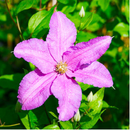 Клематис Danuta