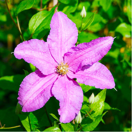 Клематис Danuta