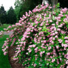 Дейція шорстка Codsall Pink
