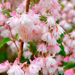 Дейція шорстка Codsall Pink