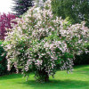 Дейція шорстка Codsall Pink