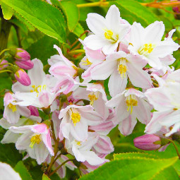 Дейція рожева Campanulata