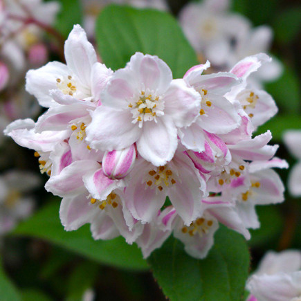Дейція рожева Carminea