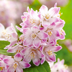Дейція гібридна Mont Rose