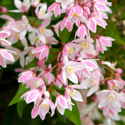 Дейція шорохувата Rosea Plena