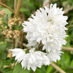 Дейція шорохувата Scabra