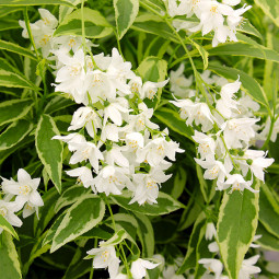 Дейція витончена Variegata