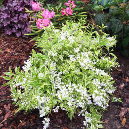 Дейція витончена Variegata