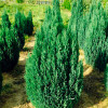 Кипарисовик Ellwoodii (Елвуді) контейнер 0.5 л