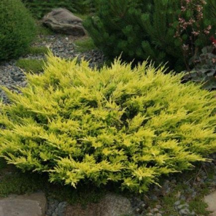 Ялівець Lime Glow (Лайм Глоу) контейнер 0.5 л