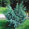 Ялівець Meyeri (Мейері) контейнер 0.5 л